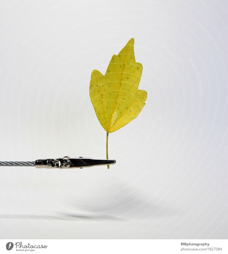 Yellow autumn leaf on a white background Nature Plant Autumn Tree Leaf Autumn leaves Autumnal Old Exceptional Simple Natural Workshop White Bright background