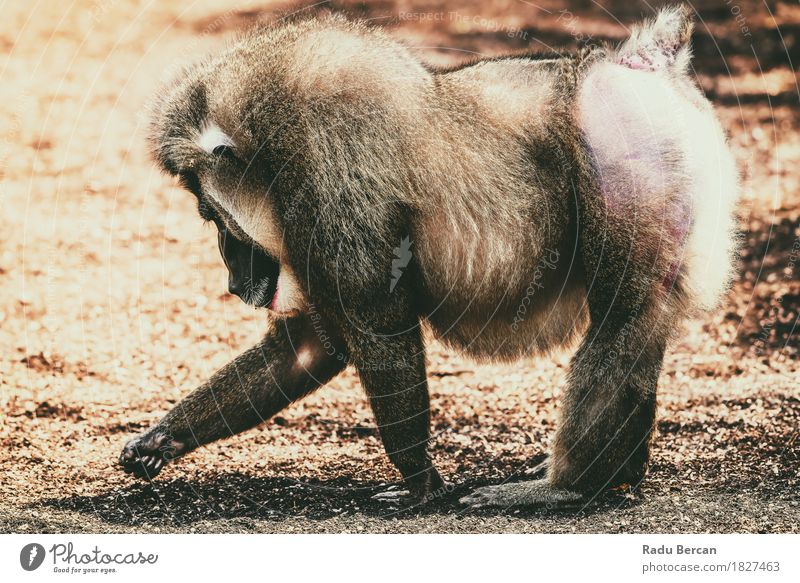 Drill Monkey (Mandrillus Leucophaeus) Portrait Nature Animal Wild animal 1 Movement Going Aggression Threat Large Muscular Natural Strong Brown primate Mammal