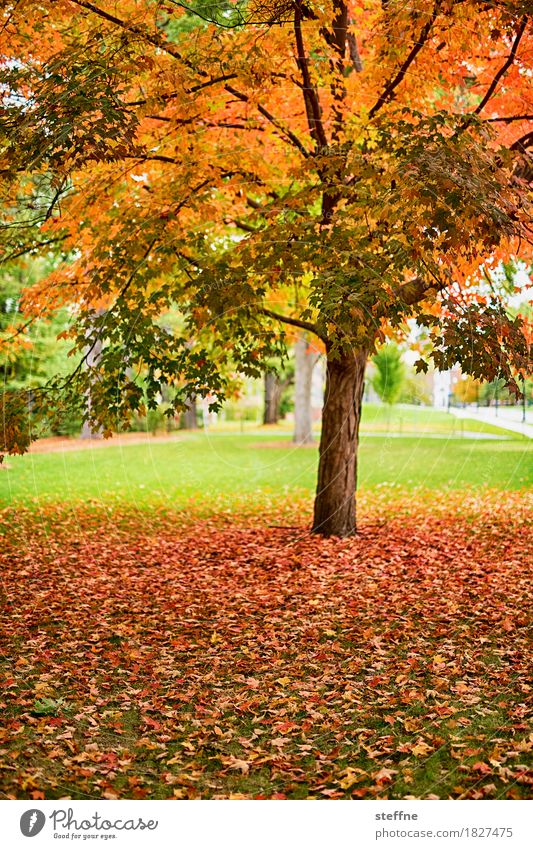 WAS WAR Nature Autumn Tree Beautiful Indian Summer folio Deciduous tree Colouring New England New Hampshire Colour photo Multicoloured Exterior shot