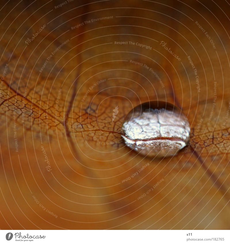 beautiful but lonely Colour photo Exterior shot Close-up Detail Macro (Extreme close-up) Pattern Structures and shapes Deserted Copy Space left Copy Space top