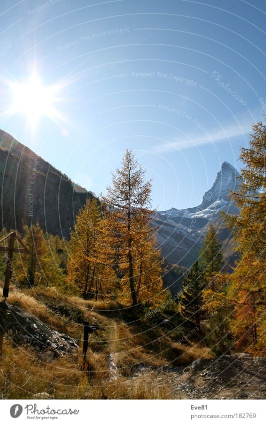 Autumn session on the Matterhorn Colour photo Exterior shot Deserted Day Sunbeam Well-being Vacation & Travel Tourism Trip Mountain Tree Stone Wood To enjoy