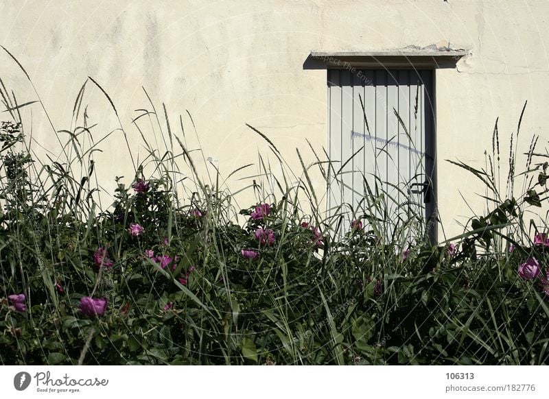 Photo number 123553 Nature Plant Sunlight Summer Beautiful weather Flower Bushes Meadow House (Residential Structure) Old Door Entrance Grass Wall (building)