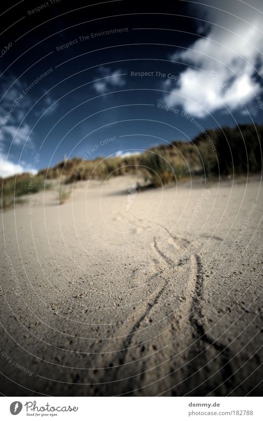 Your tracks in the sand Colour photo Exterior shot Macro (Extreme close-up) Copy Space top Copy Space bottom Day Contrast Sunlight Deep depth of field