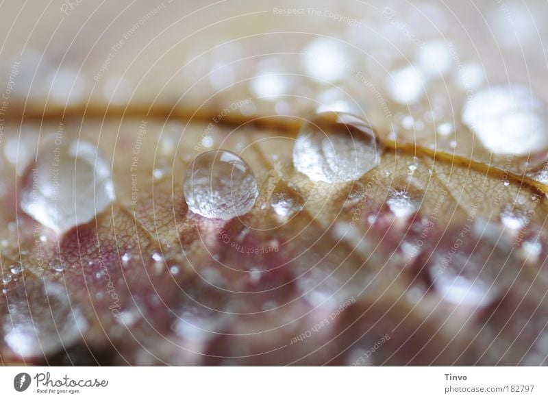 pearls of dew Colour photo Subdued colour Interior shot Macro (Extreme close-up) Copy Space top Light Reflection Shallow depth of field Drops of water Autumn