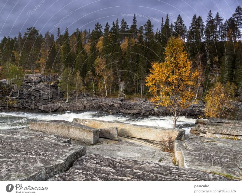 Monotonous white rush. Nature Landscape Storm clouds Autumn Forest Rock River Waterfall Movement White Hissing Granite Autumnal colours Birch tree Norway