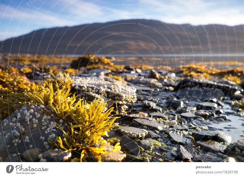 Elixir of life | water Nature Landscape Plant Elements Water Beautiful weather Coast Fjord Life Algae Aquatic plant Stone Norway Primordial Habitat Colour photo