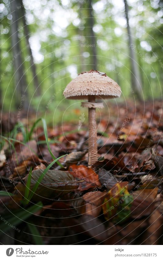 Giant Umbrella Nature Autumn Leaf Woodground Forest Mushroom edible mushroom Discover Stand Growth Brown Mushroom picker Colour photo Exterior shot Close-up