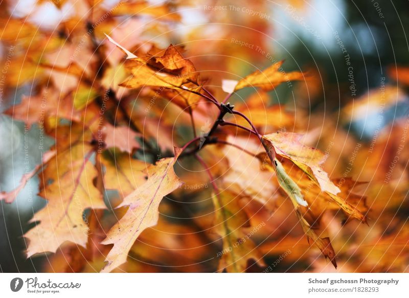 autumn foliage Hiking Art Environment Nature Plant Autumn Tree Leaf Forest Exceptional Multicoloured Yellow Gold Moody Power Calm Colour photo Exterior shot Day