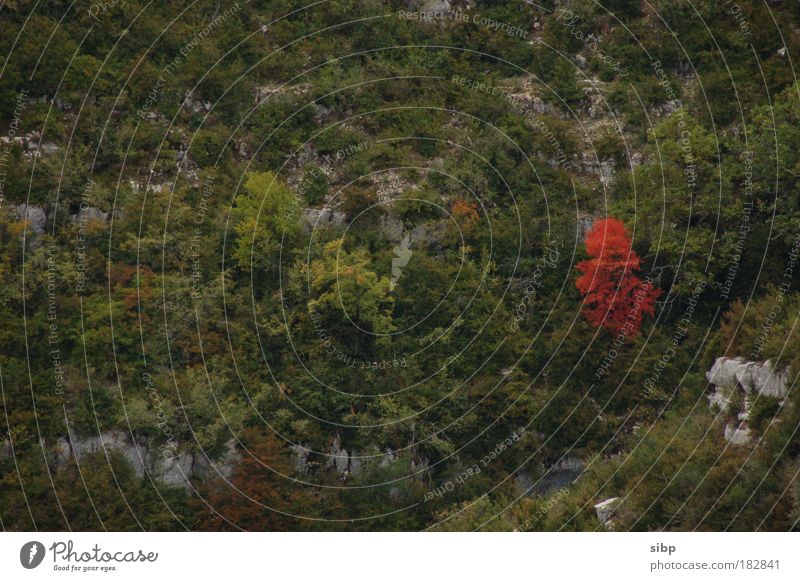 loner Colour photo Exterior shot Deserted Central perspective Environment Nature Landscape Autumn Tree Rock Mountain Green Red Loneliness Transience Haste Day