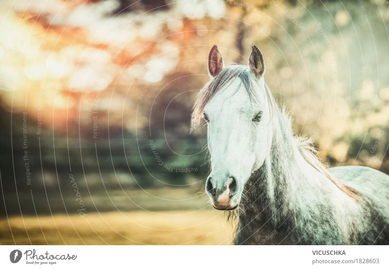 Horse and autumn nature Lifestyle Nature Autumn Beautiful weather Animal 1 Yellow Design Gray (horse) Sunlight Farm Colour photo Exterior shot Copy Space left