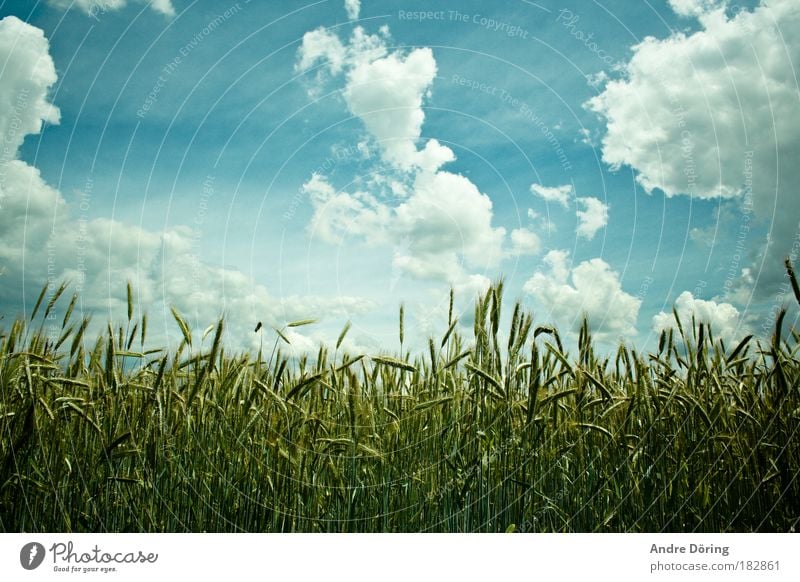 cornfield Colour photo Exterior shot Deserted Day Contrast Sunlight Central perspective Nature Landscape Plant Sky Clouds Storm clouds Autumn Field Blue Gold