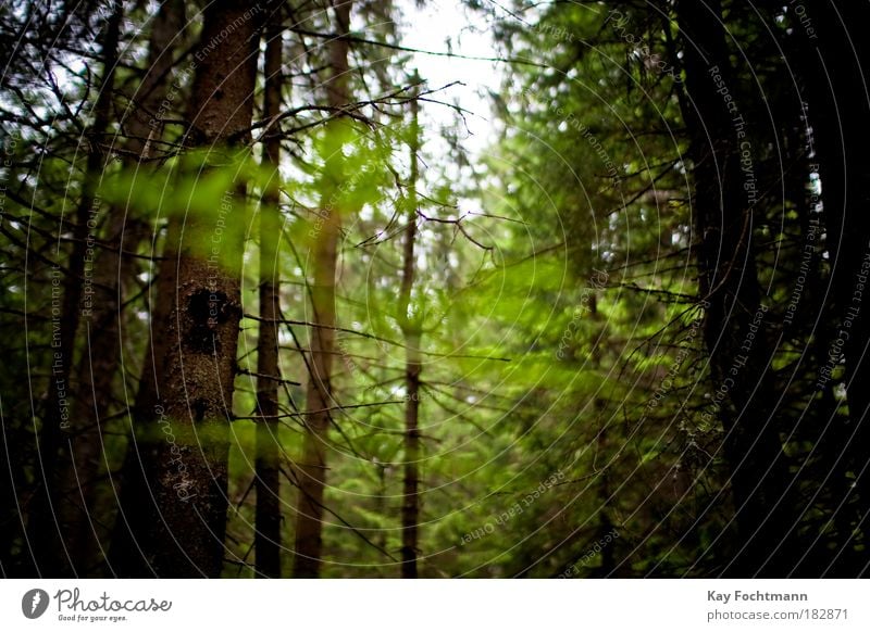 IN THE WOODS Environment Nature Plant Sky Summer Beautiful weather Tree Forest Authentic Green Colour photo Exterior shot Deserted Day Back-light