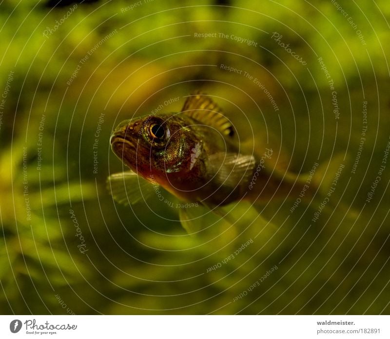 small predatory fish Colour photo Underwater photo Blur Shallow depth of field Wild animal Fish Aquarium Hunting Dive Esthetic Green Watchfulness Patient Calm