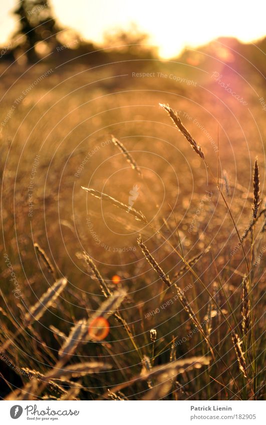 evening setting Trip Far-off places Summer Nature Landscape Plant Sunrise Sunset Grass Desert Outback Australia New South Wales Colour photo Exterior shot