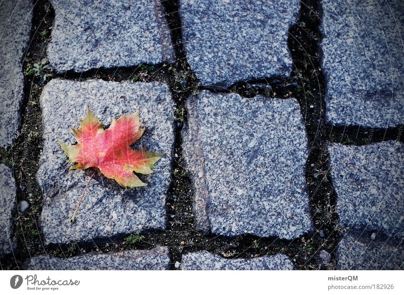 the autumn die. Colour photo Subdued colour Multicoloured Exterior shot Close-up Detail Macro (Extreme close-up) Experimental Abstract Pattern