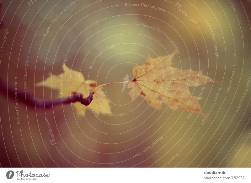 October blues Subdued colour Exterior shot Detail Deserted Copy Space top Copy Space bottom Twilight Shallow depth of field Nature Autumn Bad weather Tree Leaf