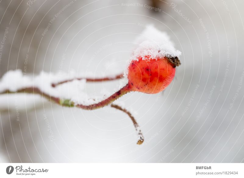 A little man stands in the forest Environment Nature Plant Winter Climate Climate change Weather Bad weather Fog Ice Frost Snow Bushes Rose hip Garden Park