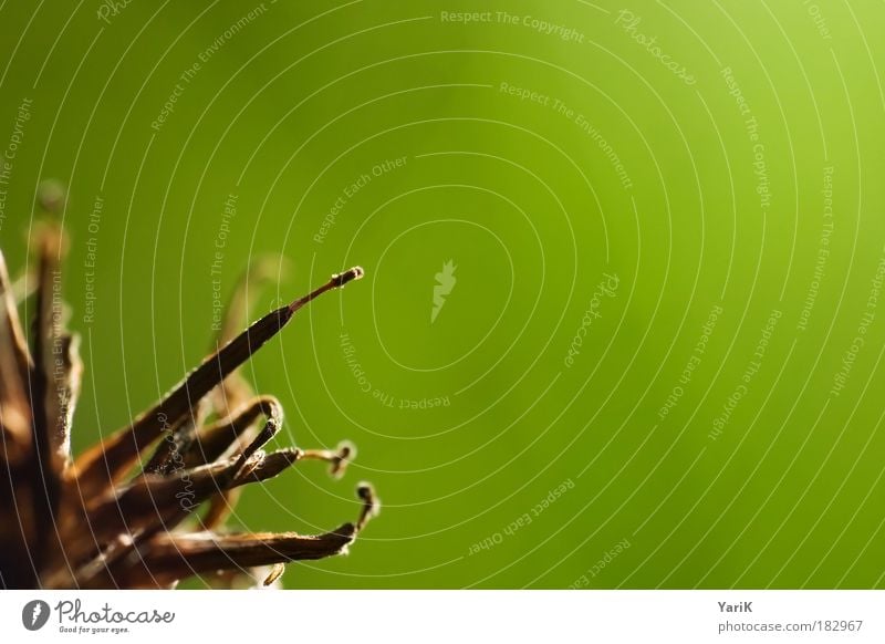 light sensor Colour photo Exterior shot Detail Macro (Extreme close-up) Copy Space right Day Light Sunlight Blur Shallow depth of field Central perspective