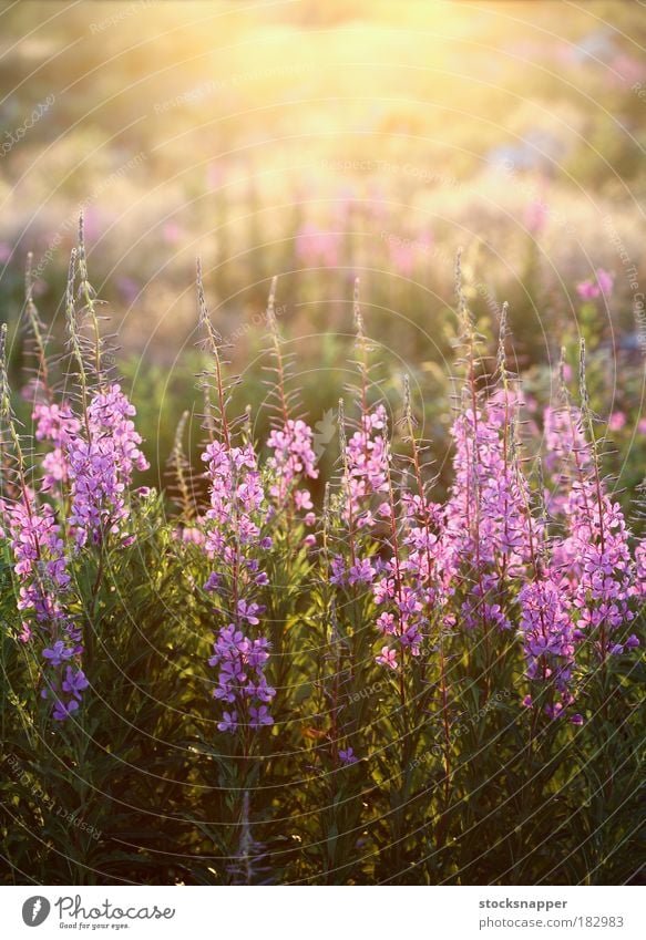 Fireweed flowers Epilobium angustifolium pink wild nature natural meadow