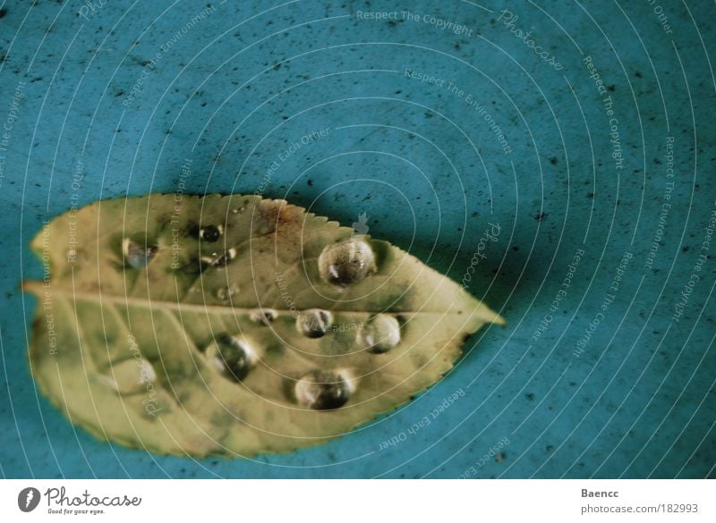 We're out of danger. Colour photo Exterior shot Close-up Copy Space top Shadow Nature Water Drops of water Autumn Plant Leaf Old Elegant Glittering Soft Blue