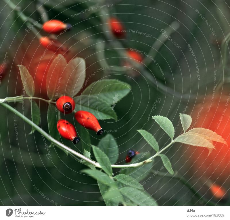 wild rosefruits Exterior shot Close-up Detail Deserted Day Shallow depth of field Environment Nature Landscape Animal Summer Autumn Winter Beautiful weather