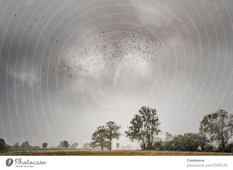 Flock of birds in winter cloudy sky Landscape Plant Animal Earth Storm clouds Autumn Bad weather Tree Agricultural crop Maize field Field Car Bird Pigeon Flying