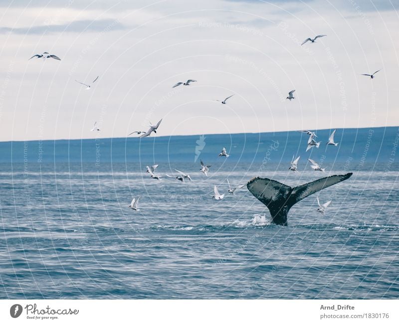 fluke Trip Adventure Far-off places Freedom Cruise Safari Expedition Nature Landscape Water Sky Waves Coast Ocean Animal Wild animal Whale Gull birds