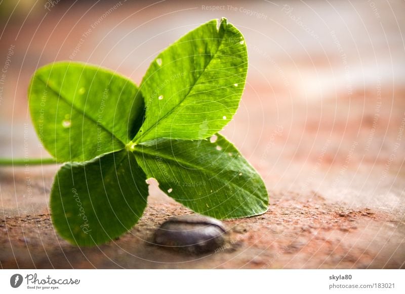 feeling of happiness Cloverleaf Four-leafed clover Good luck charm wish Hope Popular belief Religion and faith Four-leaved Plant green Symbols and metaphors Joy