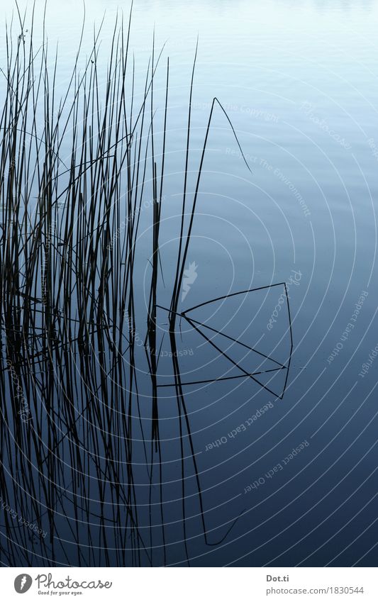 reed bed Environment Nature Water Plant Coast Lakeside Blue Idyll Common Reed Blade of grass Calm Colour photo Deserted Copy Space right Contrast Silhouette