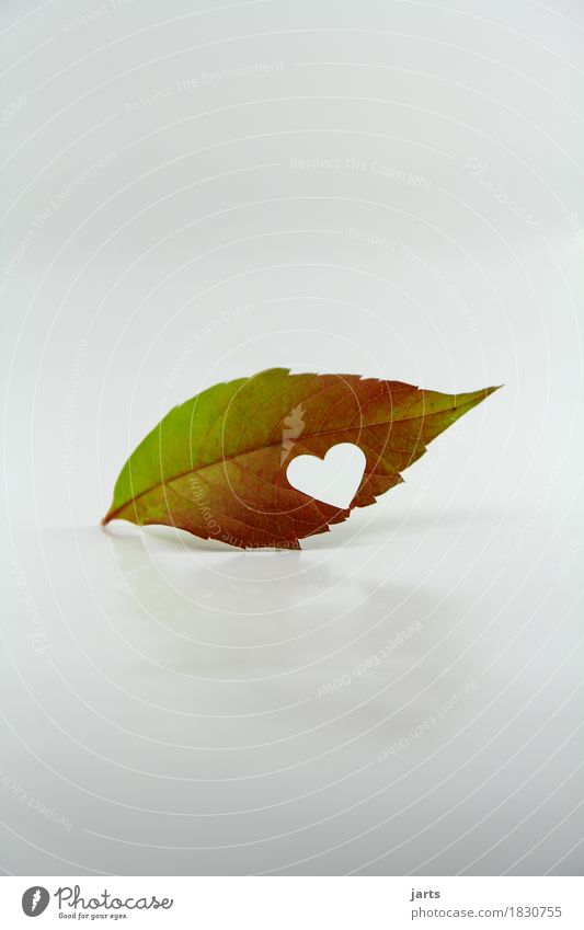 herby Plant Autumn Leaf Heart Lie Exceptional Natural Happy Friendship Together Love Infatuation Nature Colour photo Multicoloured Interior shot Studio shot