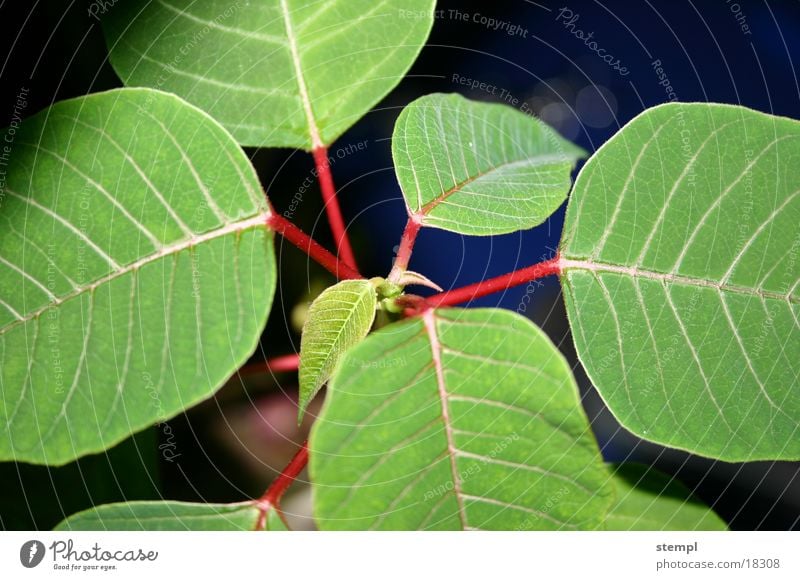 poinsettia Leaf Christmas star Near Green Detail Houseplant Rachis Partially visible Section of image