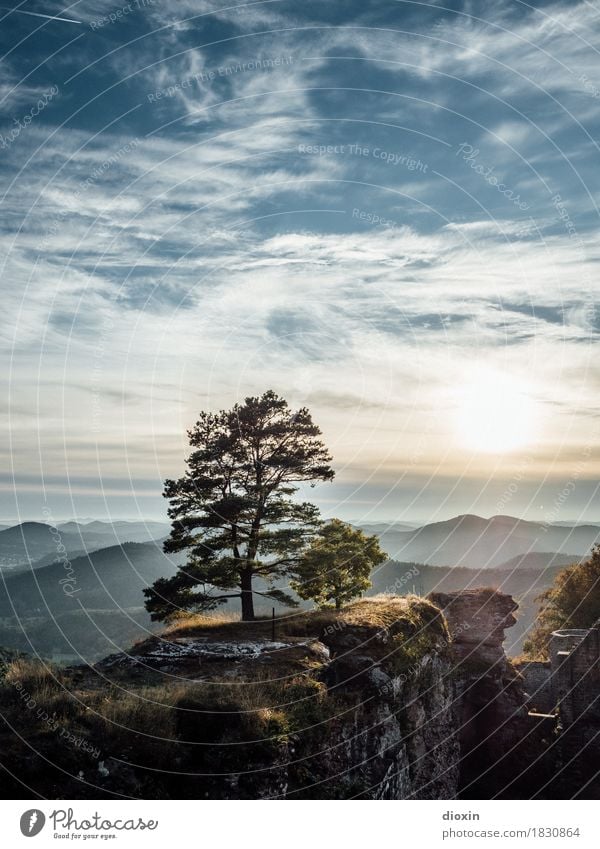 promising [2] Trip Far-off places Environment Nature Landscape Plant Sky Clouds Sun Sunrise Sunset Sunlight Tree Forest Mountain Palatinate forest Colour photo