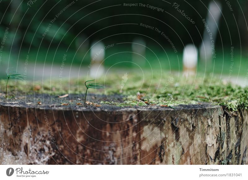 Moss at your feet and hair in the wind. Environment Nature Plant Forest Lanes & trails Wood Growth Natural Brown Green Tree stump Colour photo Exterior shot