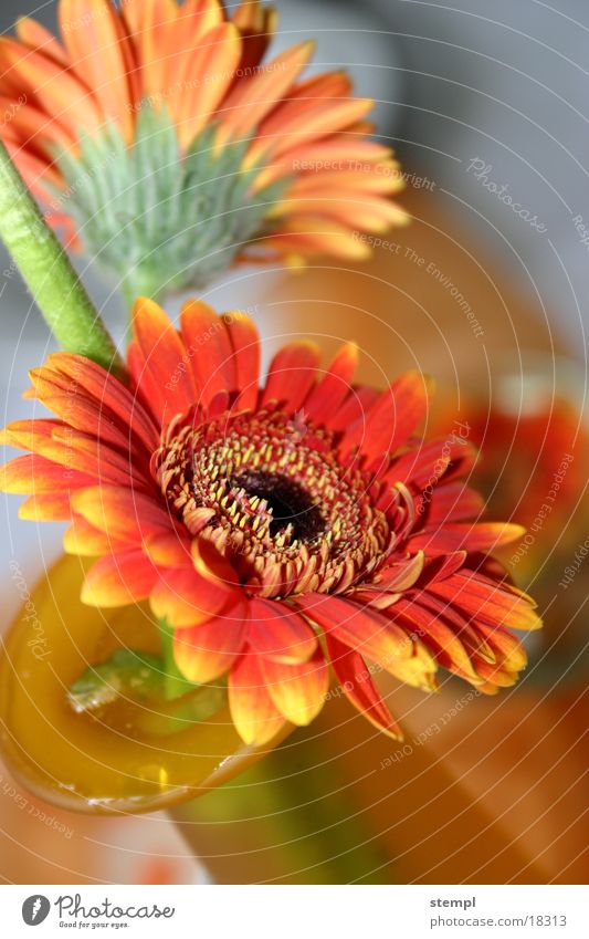 Gerbera II Style Vase Decoration Detail impression