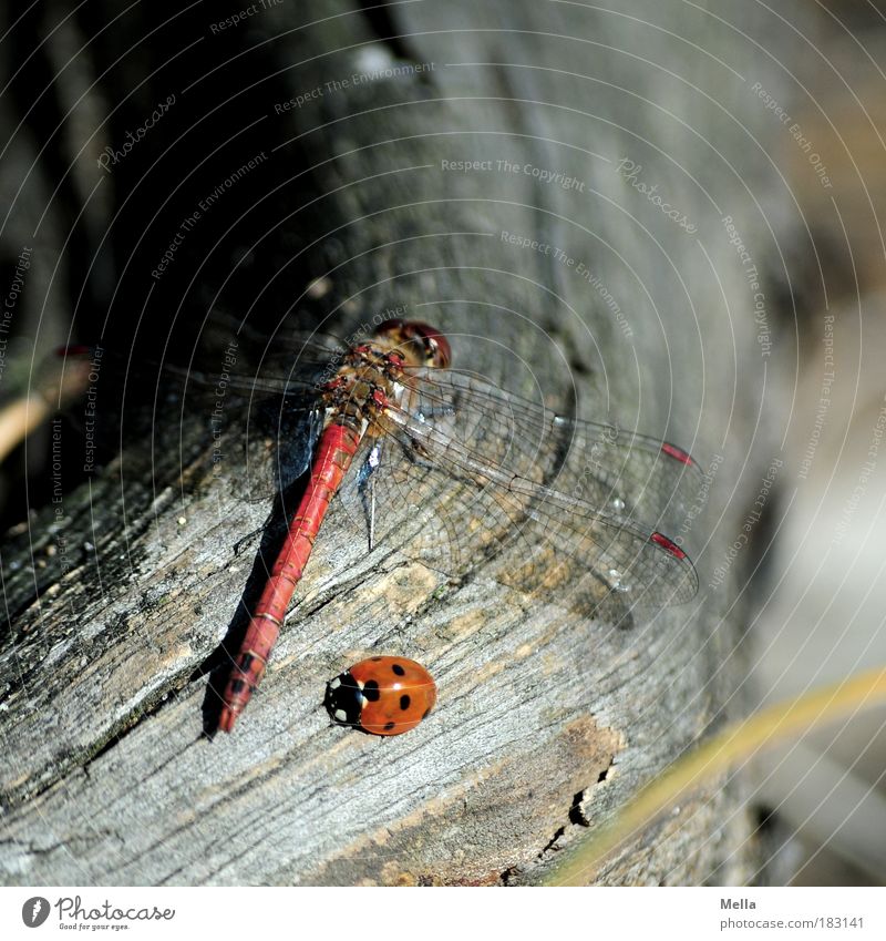 I want to be your friend so badly Environment Nature Animal Beetle Dragonfly Ladybird 2 Wood Sit Together Natural Cute Positive Acceptance Trust Agreed Loyal