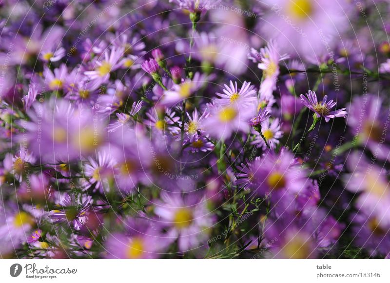 nor 'n Flower salute . . . Colour photo Close-up Deserted Sunlight Harmonious Well-being Nature Plant Autumn Beautiful weather Bushes Leaf Blossom Park