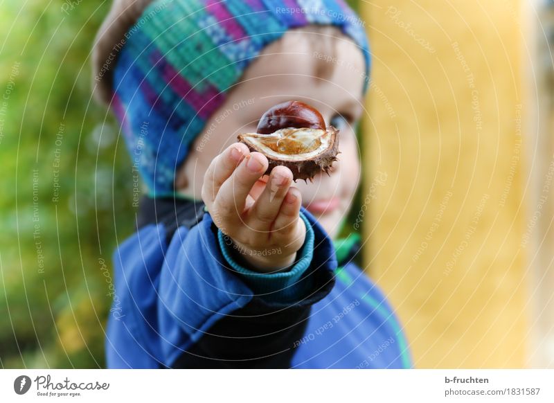 autumn greeting Boy (child) 1 Human being 3 - 8 years Child Infancy Autumn Jacket Discover Blue chestnut peel Chestnut Hand Fingers Indicate Edible nut Head