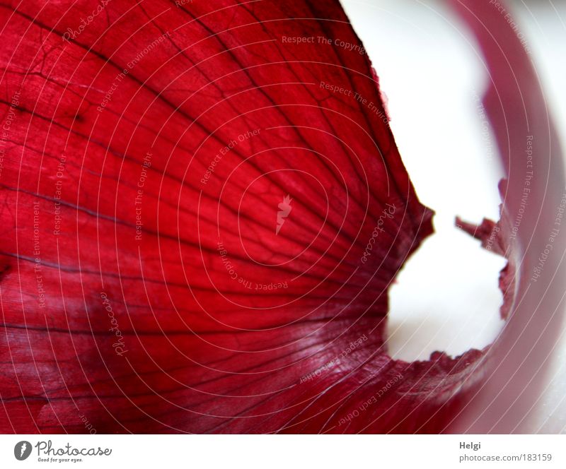 redskin Colour photo Exterior shot Close-up Detail Macro (Extreme close-up) Deserted Copy Space left Copy Space bottom Day Central perspective Food Vegetable