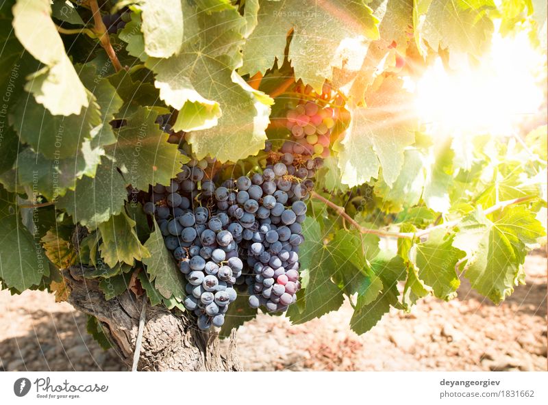 Vineyards on sunset. Vacation & Travel Summer Sun Nature Landscape Plant Autumn Growth Hot Bright Red Sunset Ray Winery Farm agriculture field Bunch of grapes