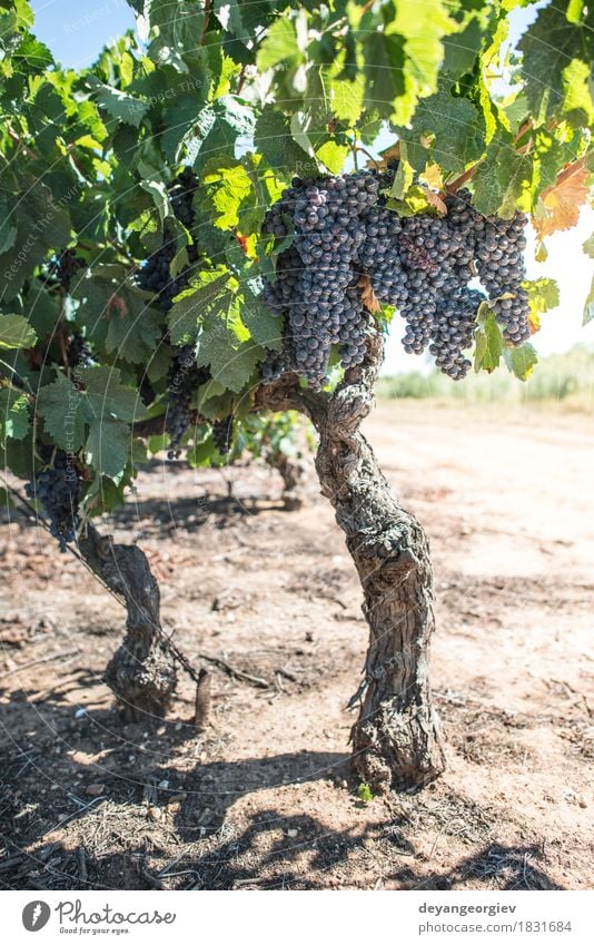 Vine grapes on sun backlight Fruit Vacation & Travel Tourism Summer Nature Landscape Plant Autumn Leaf Growth Fresh Green Red Bunch of grapes vine Vineyard