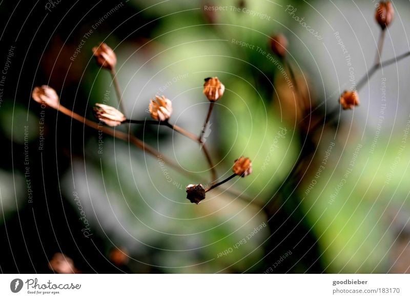 Withered Colour photo Exterior shot Macro (Extreme close-up) Deserted Day Contrast Deep depth of field Bird's-eye view Nature Plant Autumn Blossom Wild plant