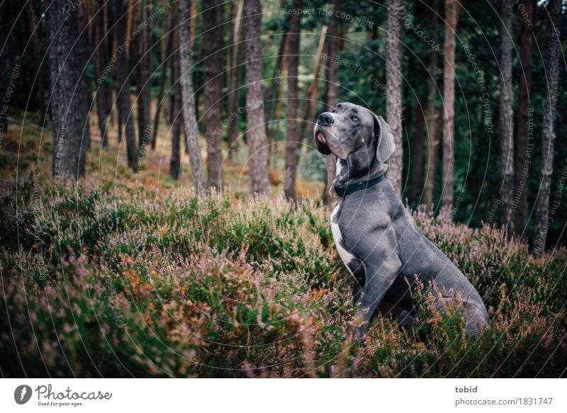 Master floppy ear Pt.8 Nature Landscape Plant Tree Grass Bushes Forest Hill Animal Pet Dog 1 Observe Sit Wait Esthetic Athletic Idyll Great Dane Gray Obedient