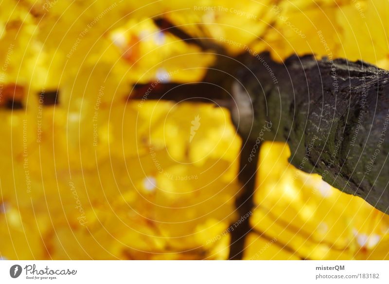 Golden Times. Colour photo Subdued colour Multicoloured Exterior shot Close-up Detail Macro (Extreme close-up) Experimental Pattern Structures and shapes