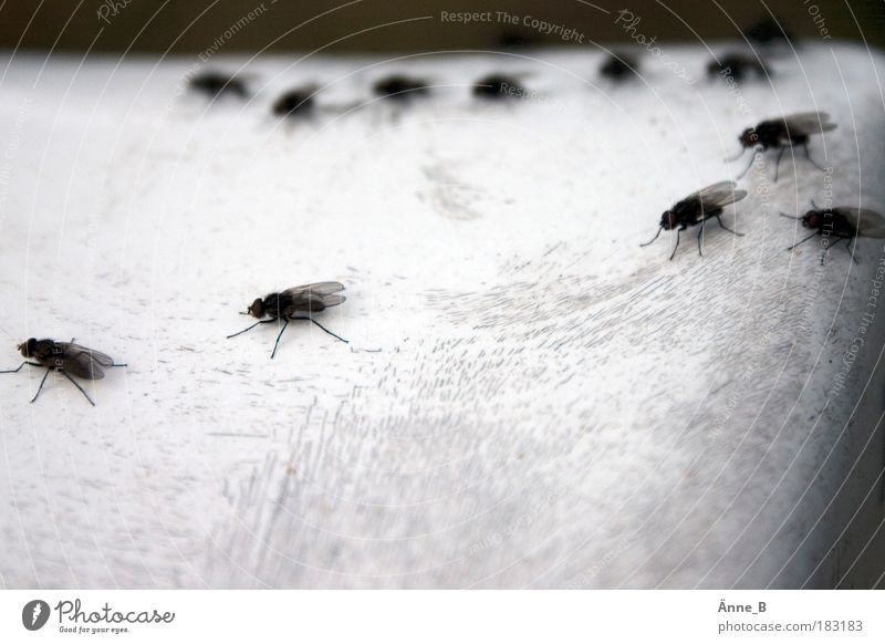 Fly among yourself Country road Reflector post Aviation Group of animals Herd Relaxation Flying Crawl Black White Stagnating Exterior shot Detail