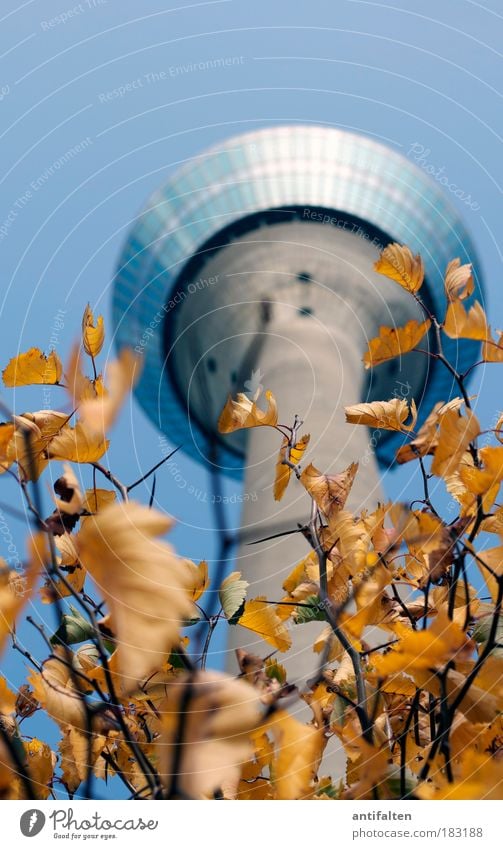 Autumn prospects III Tourism Sightseeing City trip Culture Nature Landscape Plant Sky Cloudless sky Tree Bushes Leaf Duesseldorf North Rhine-Westphalia Germany