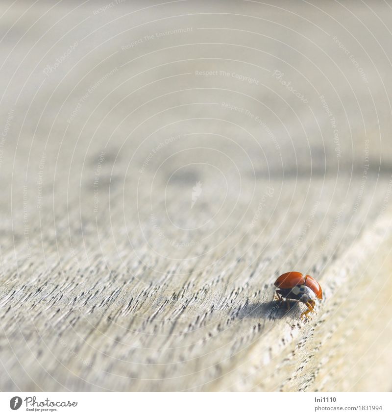 ladybugs Wild animal Beetle Animal face Wing Ladybird 1 Beautiful Natural Brown Gray Orange Red Black White Good luck charm Autumn Insect Table edge