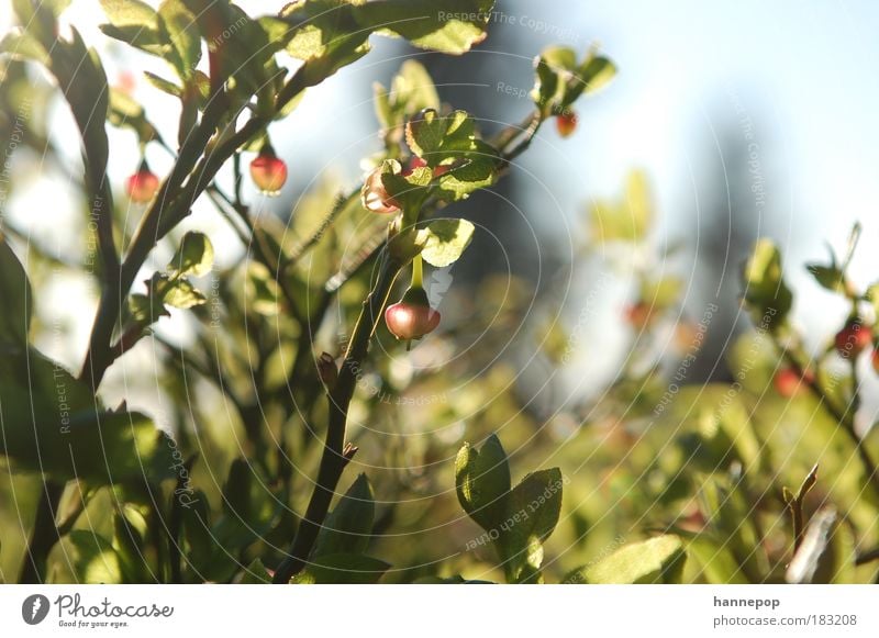 bell ring Colour photo Close-up Day Sunlight Plant Leaf Hang Fresh Nature Feeble Fruit