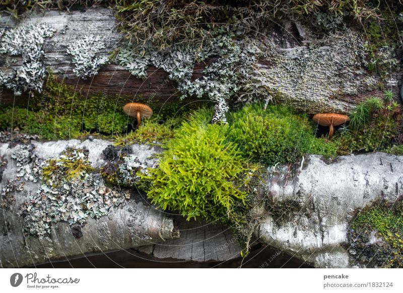 flat-sharing community | symbiose Nature Autumn Plant Moss Hut Roof Eaves Growth Natural Mushroom Lichen Birch bark Norway Society Symbiosis Colour photo