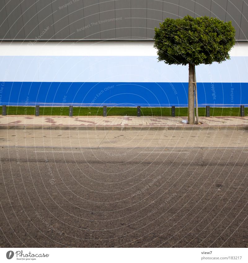 EINBAUM Colour photo Multicoloured Exterior shot Detail Deserted Copy Space bottom Deep depth of field Nature Plant Tree Grass House (Residential Structure)