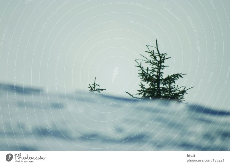 CHRISTMAS CARD DIAGONAL Winter Snow Winter vacation Mountain Snowfall Environment Nature Landscape Air Sky Horizon Sunlight Weather Ice Frost Hill Fir tree